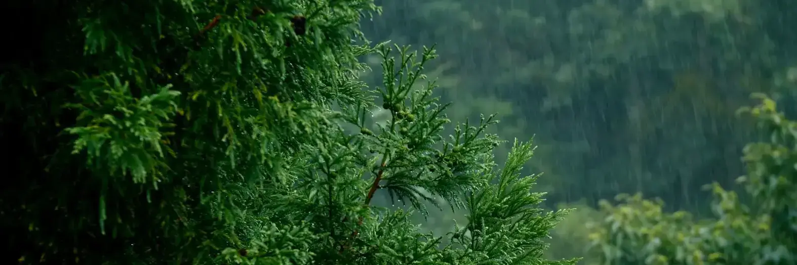 搜索本站精品资源
